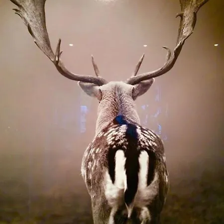 Deluxe Mit Sauna Apartment Braunlage